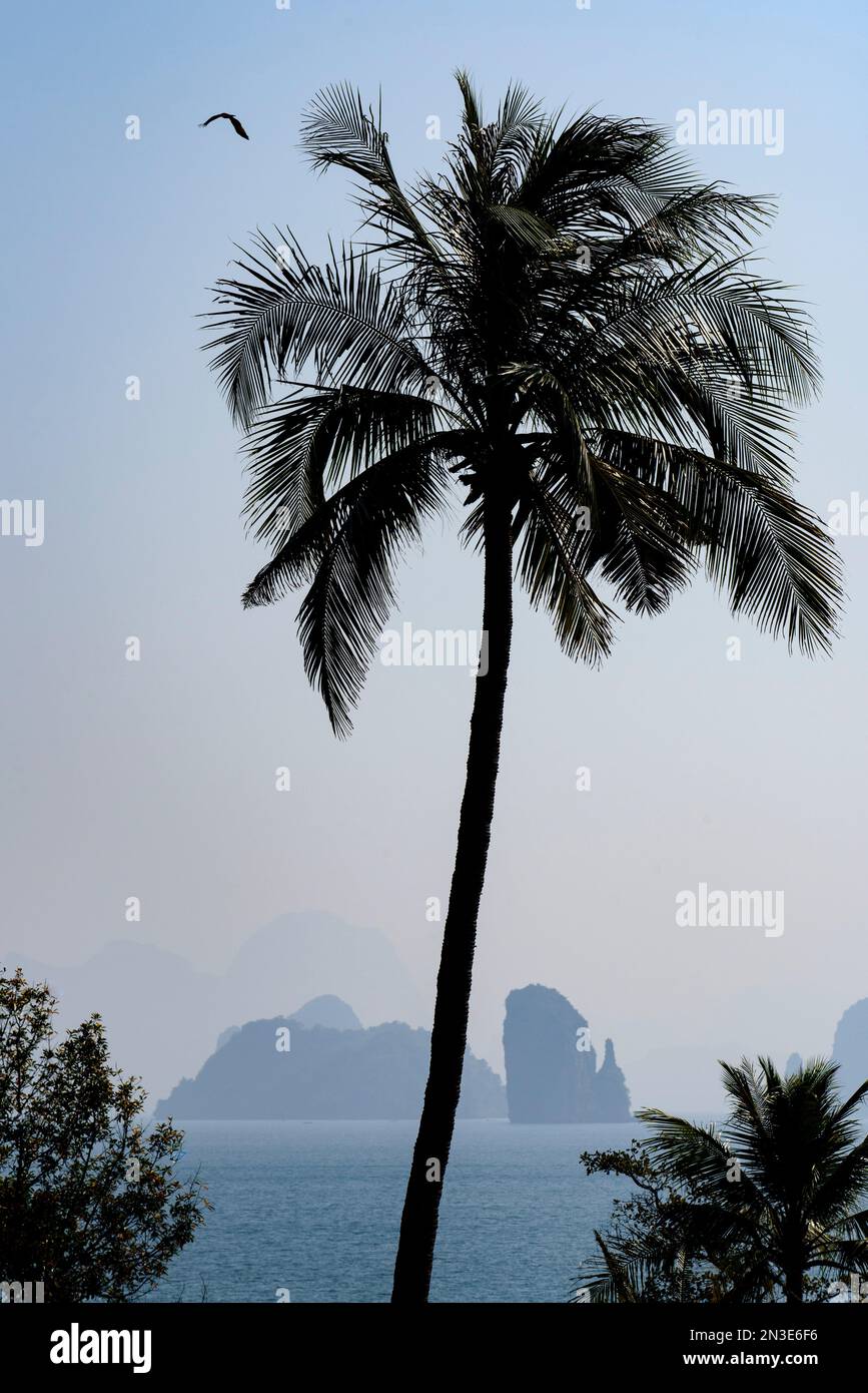 Palmiers, oiseaux et formations karstiques montrent la beauté tropicale dans la baie de Phang nga ; Thaïlande Banque D'Images