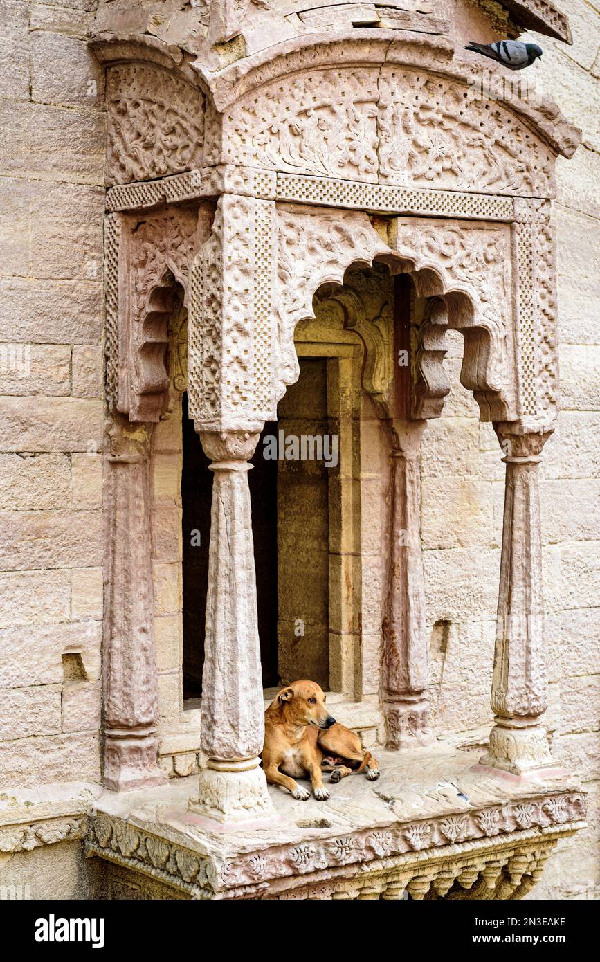 Chien reposant dans une ancienne étape bien au-dessus de la ville de Jodhpur ; Jodhpur, Rajasthan, Inde Banque D'Images