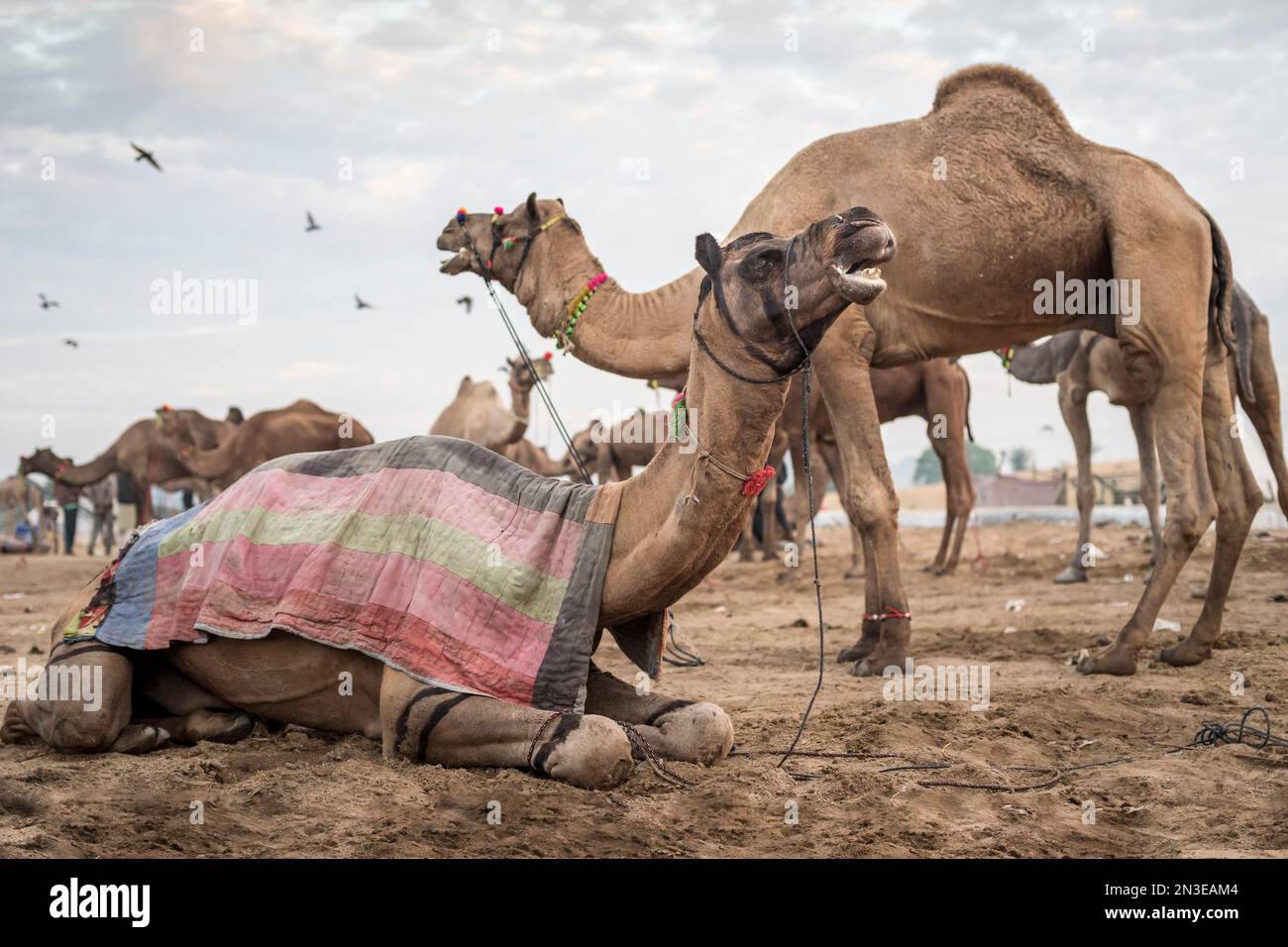Camels (Camelus) à la foire de Camel de Puskar; Pushkar, Rajasthan, Inde Banque D'Images