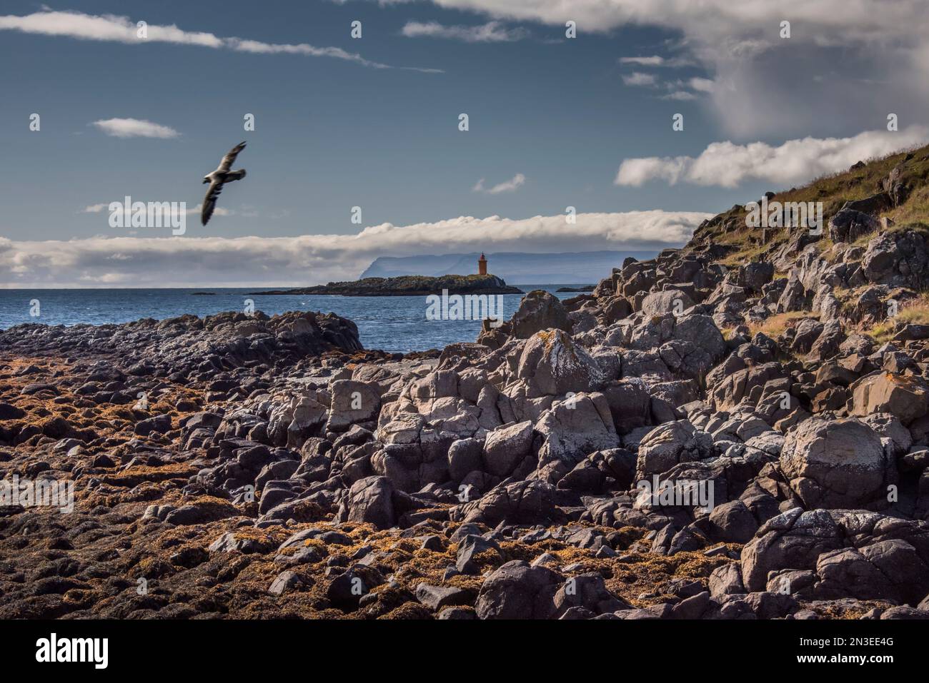 Oiseaux de mer survolant une plage rocheuse sur l'île Flatey, une partie d'un groupe d'environ quarante îles et îlots de grande et petite... Breiðafjörður Banque D'Images