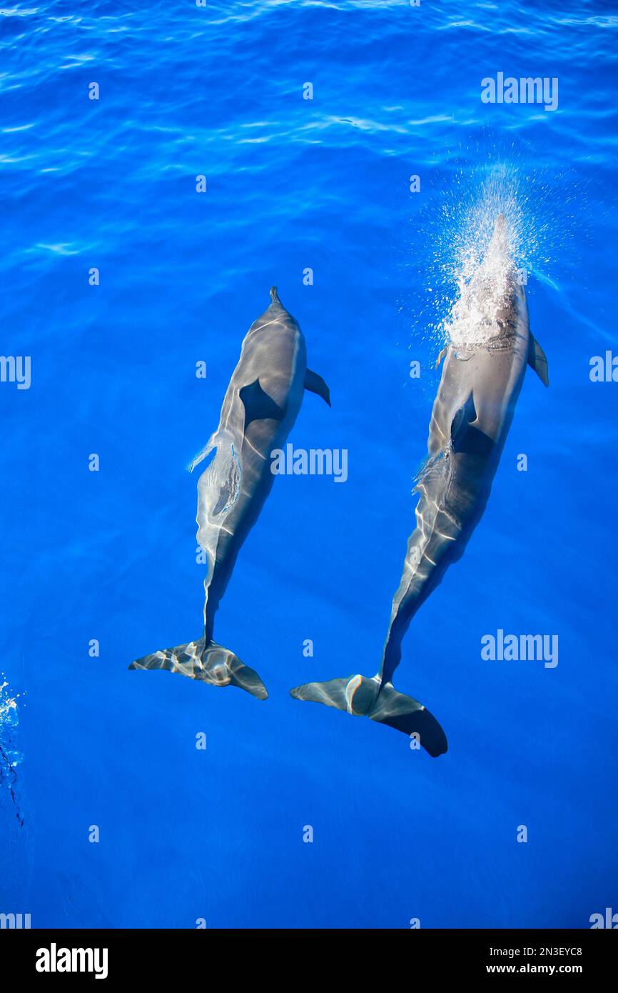 Une paire de dauphins fileurs (Stenella longirostris) nageant dans les eaux bleues vives au large de la baie de Manele ; Lanai, Hawaï, États-Unis d'Amérique Banque D'Images