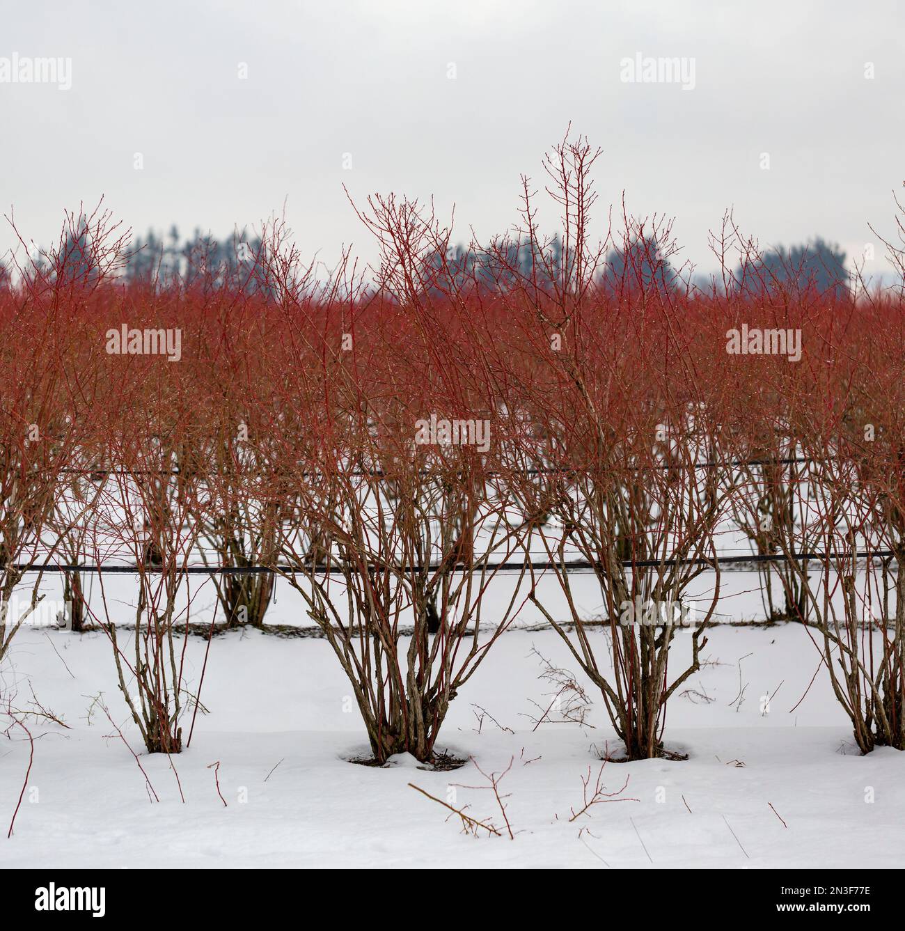 Gros plan de buissons nus de baies dans un champ en hiver, emmenés sur une route de campagne dans la neige; Abbotsford, Colombie-Britannique, Canada Banque D'Images