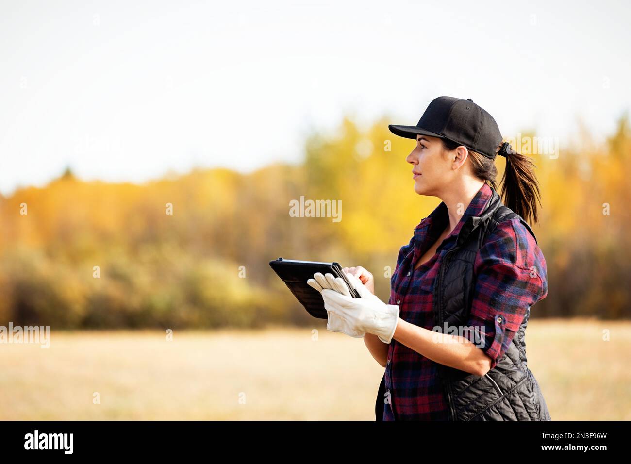 Une femme debout dans un champ utilisant un appareil sans fil portatif pour gérer et surveiller une récolte de canola automnale ; Alcomdale, Alberta, Canada Banque D'Images