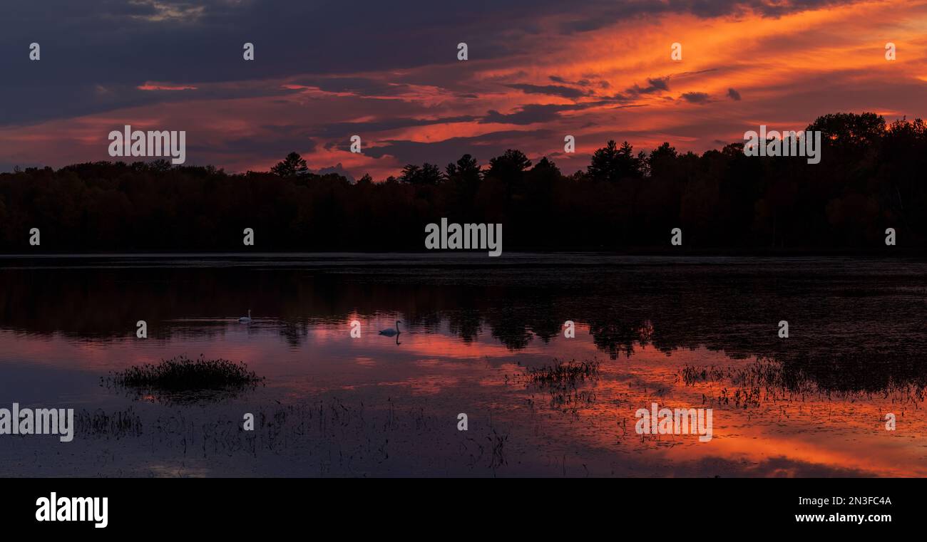 Des cygnes trompettes nageant dans le lac Little Clam tandis que le soleil couchant illumine les nuages du soir. Banque D'Images