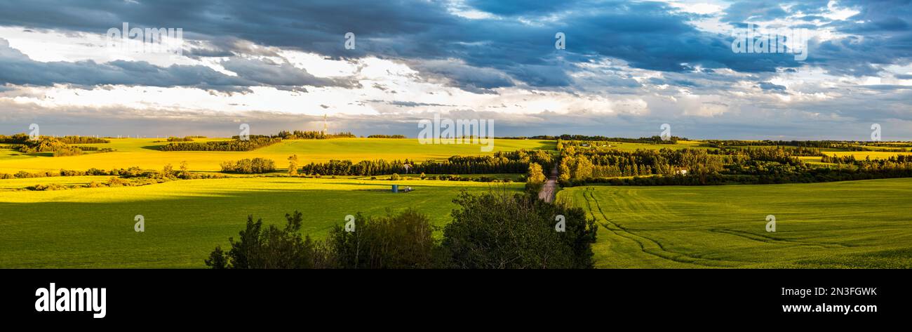 Vue panoramique de la vallée de la rivière Sturgeon avec des cultures de canola en pleine floraison au coucher du soleil ; Namao, Alberta, Canada Banque D'Images