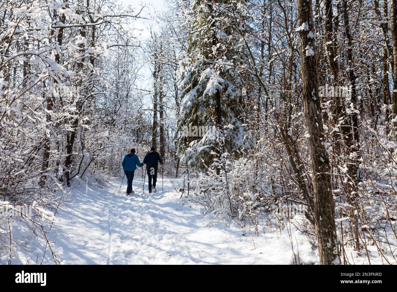 Couple marchant sur un sentier enneigé avec des bâtons de randonnée dans une forêt enneigée, Rainbow Valley Park, Edmonton; Edmonton, Alberta, Canada Banque D'Images