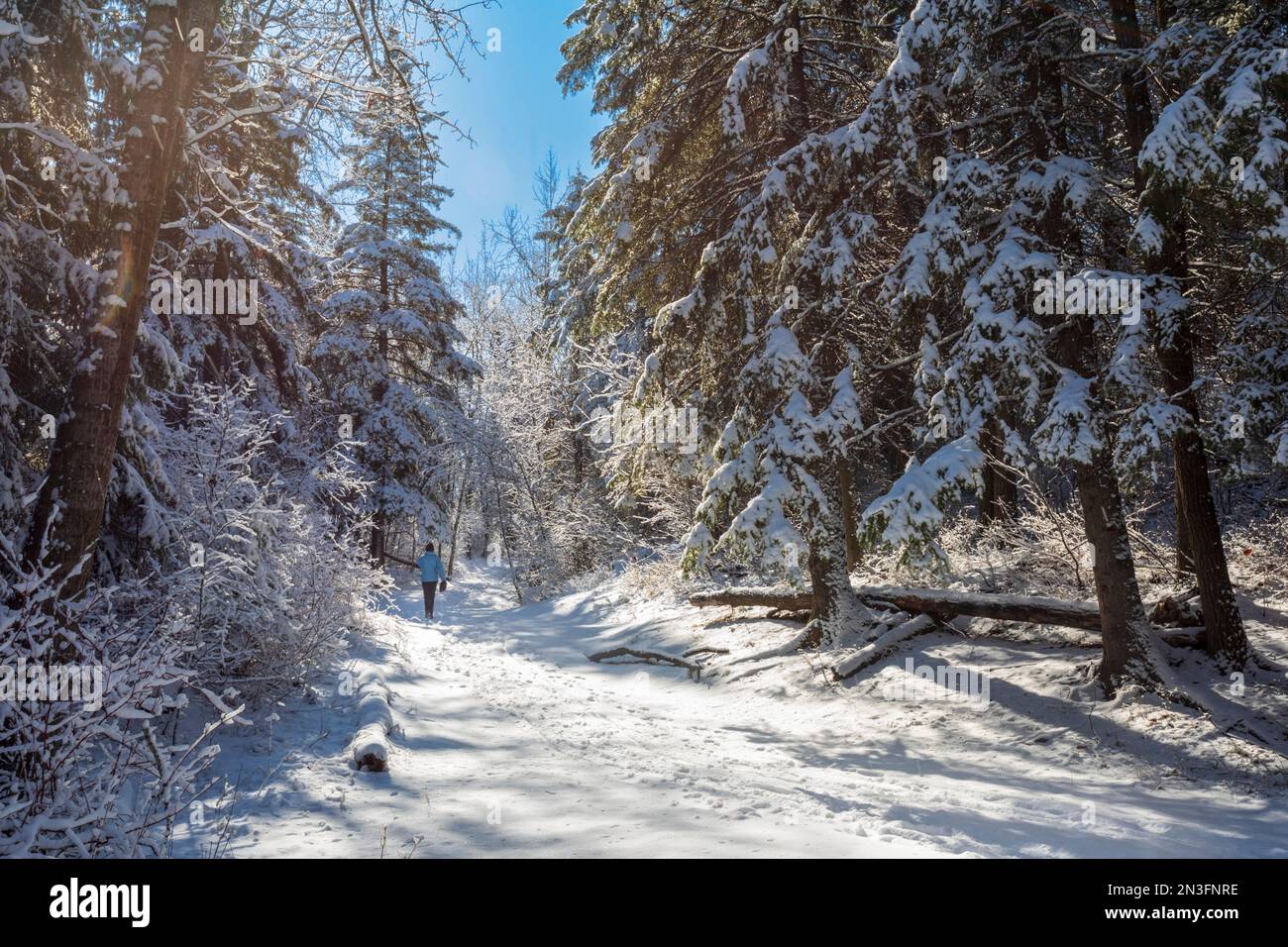 Personne marchant sur un sentier à travers une forêt enneigée, Rainbow Valley Park, Edmonton; Edmonton, Alberta, Canada Banque D'Images