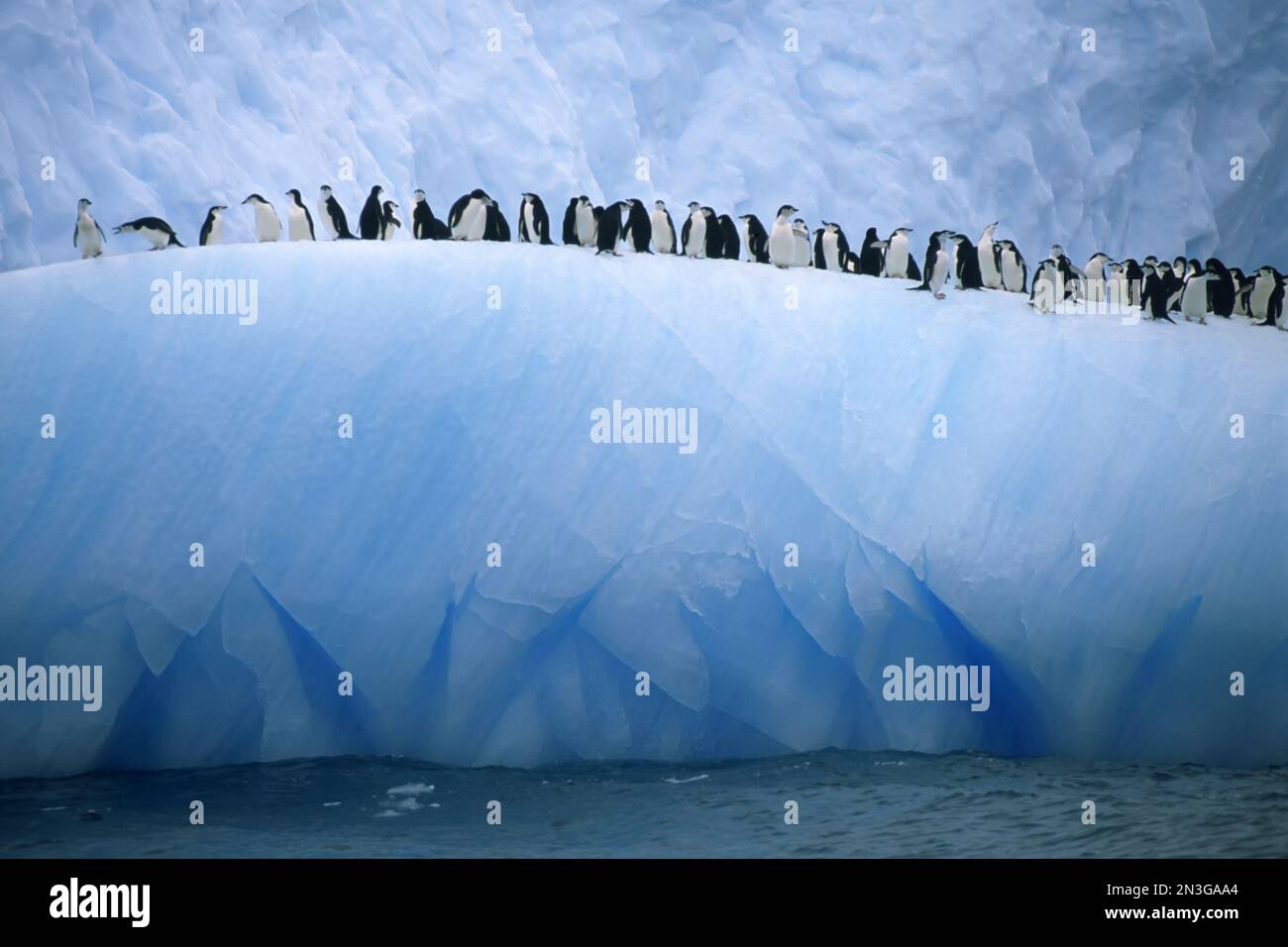 Pingouins à collier alignés le long d'un iceberg bleu. Banque D'Images