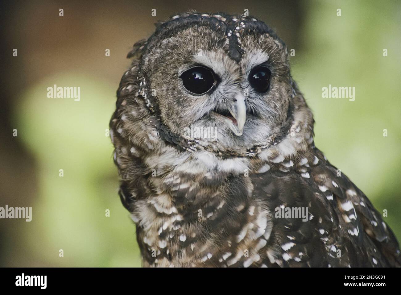 C'est Siskiyou, un hibou tacheté du Nord (Strix occidentalis occidentalis), en captivité au zoo. Pensé pour être un homme, l'oiseau a été trouvé avec... Banque D'Images