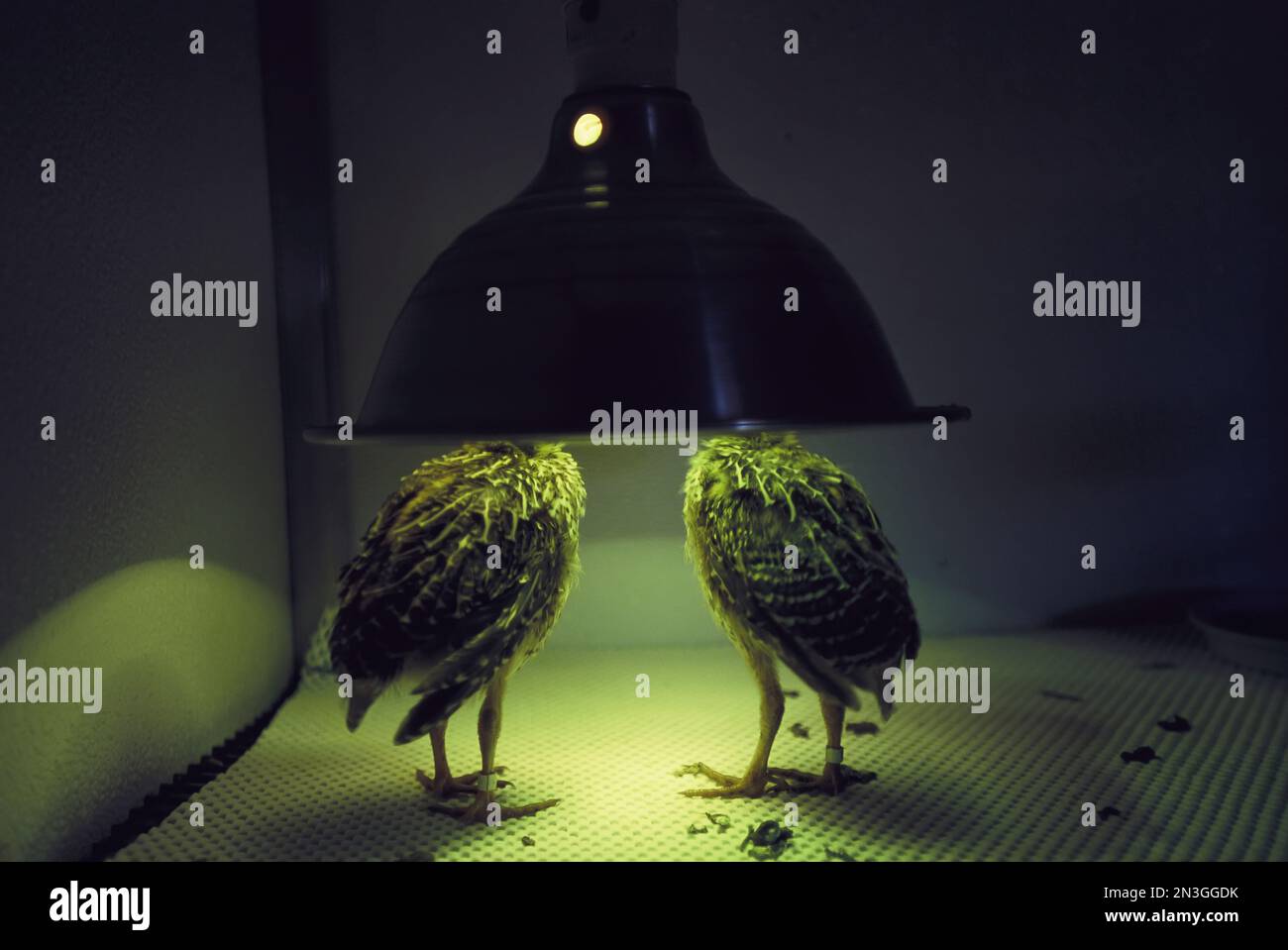 Les jeunes poulets de prairie d'Attwater (Tympanuchus cupido attwateri) sous une lampe de chauffage au Fossil Rim Wildlife Centre, au Texas, aux États-Unis Banque D'Images