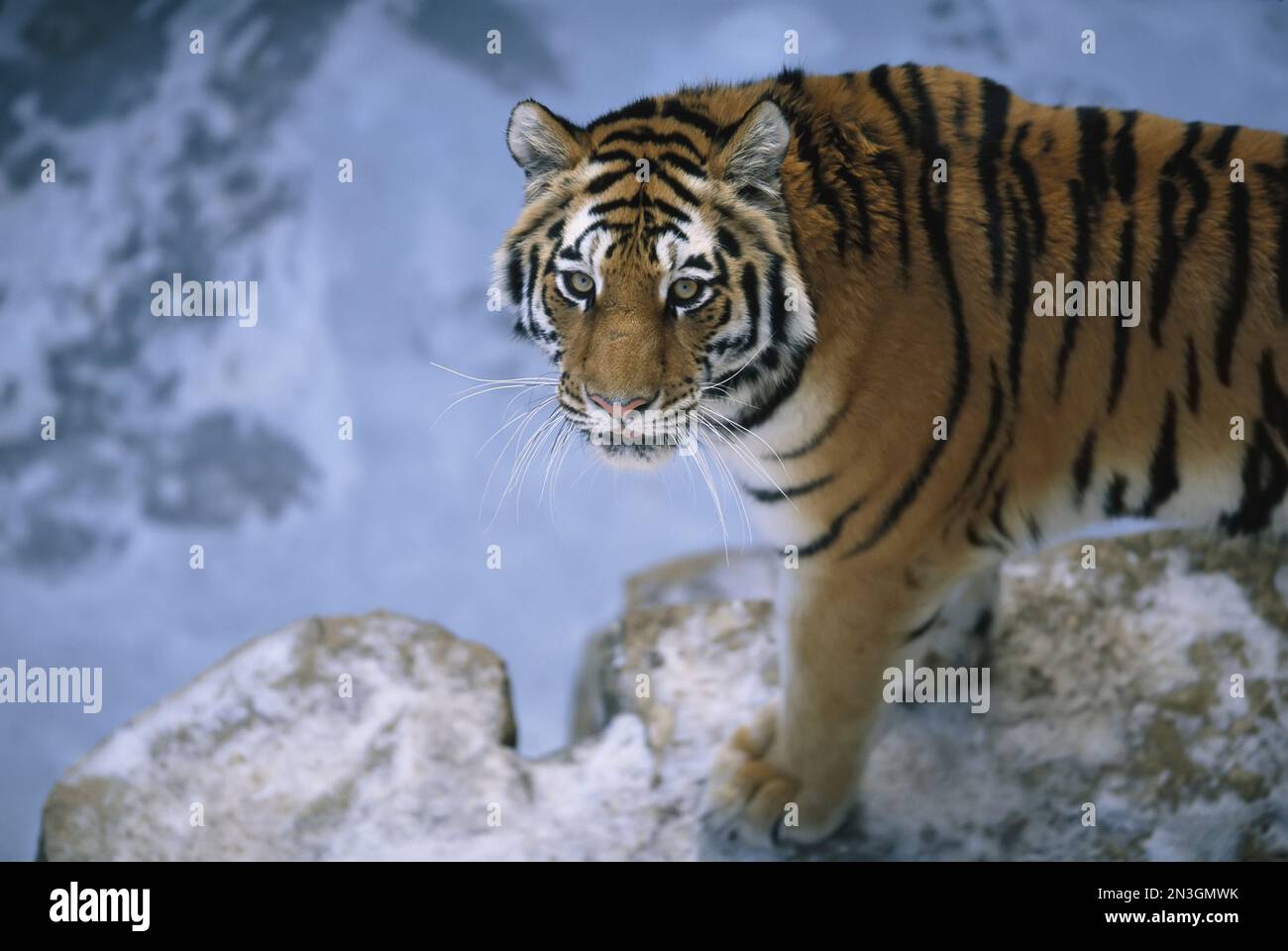 Le tigre de Sibérie (Panthera tigris altaica) se promène dans son enclos dans un zoo ; Omaha, Nebraska, États-Unis d'Amérique Banque D'Images