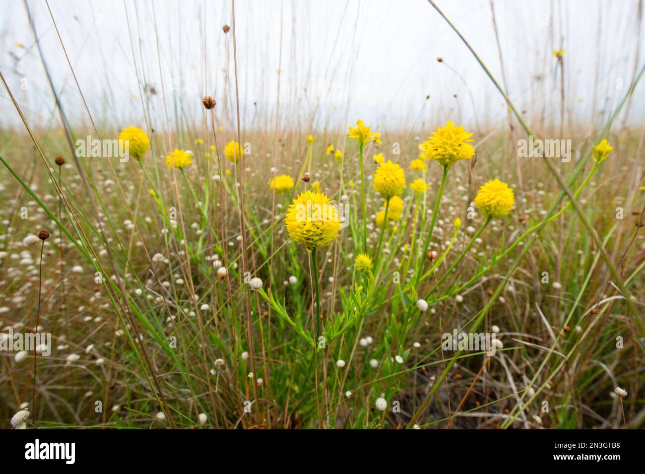 Yellow milkwort (Polygala rugelii) au Kissimmee Prairie Preserve State Park; Okeechobee, Floride, États-Unis d'Amérique Banque D'Images