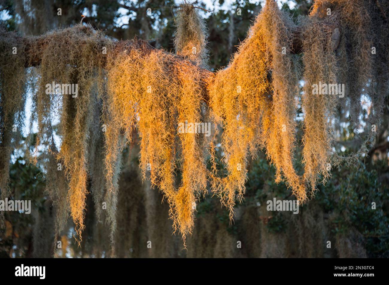La mousse espagnole, une plante épiphytique, est suspendue dans un chêne vivant; Osprey, Floride, États-Unis d'Amérique Banque D'Images