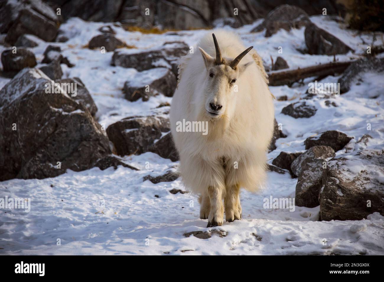 Chèvre de montagne (Oreamnos americanus) dans une enceinte d'un zoo; Calgary, Alberta, Canada Banque D'Images