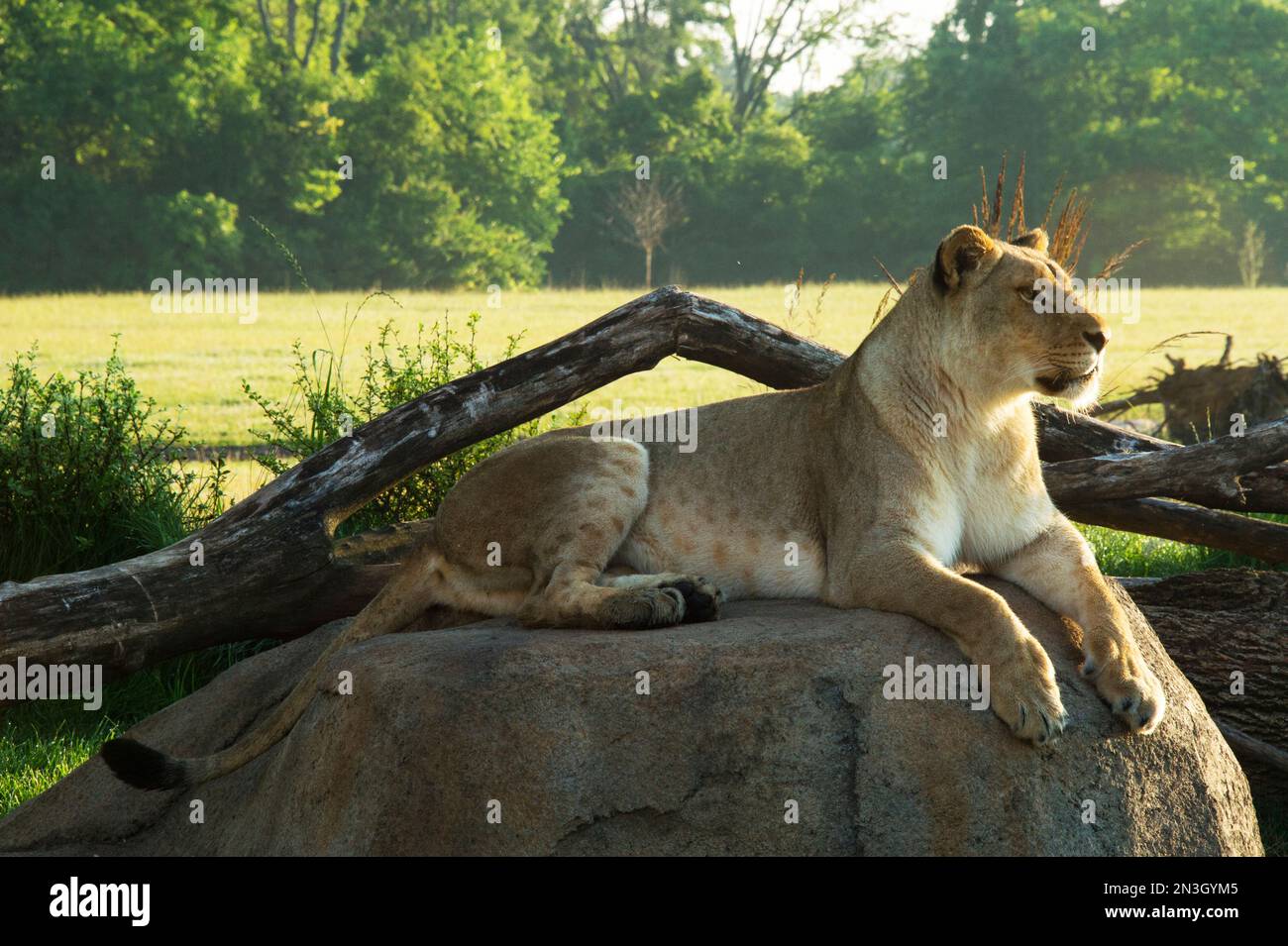 Lioness détendu sur un rocher dans un habitat de zoo; Columbus, Ohio, États-Unis d'Amérique Banque D'Images