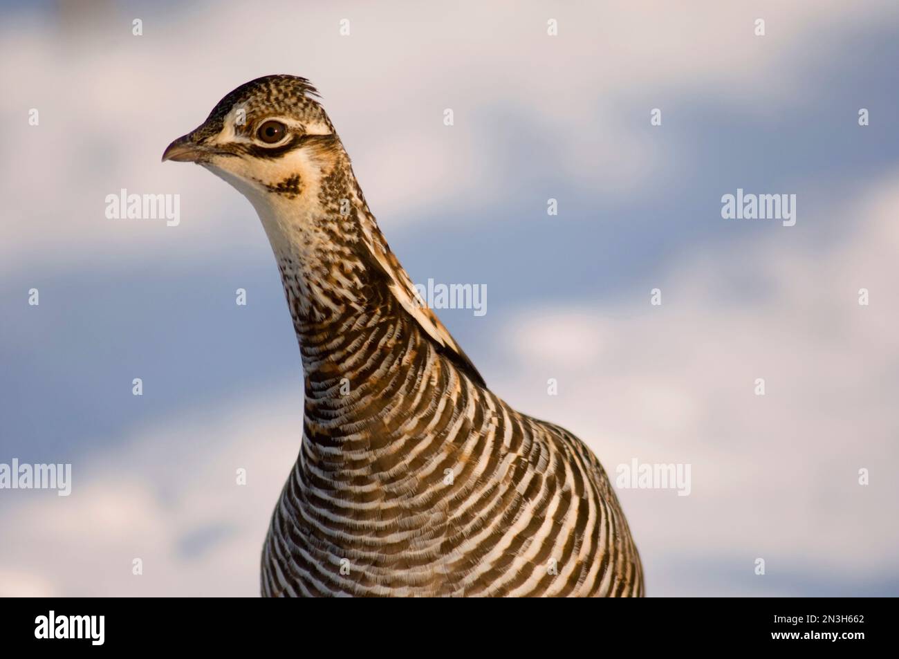 Gros plan d'un poulet des Prairies (Tympanuchus cupido pinnatus) dans un champ de neige à Burwell, Nebraska, États-Unis Banque D'Images