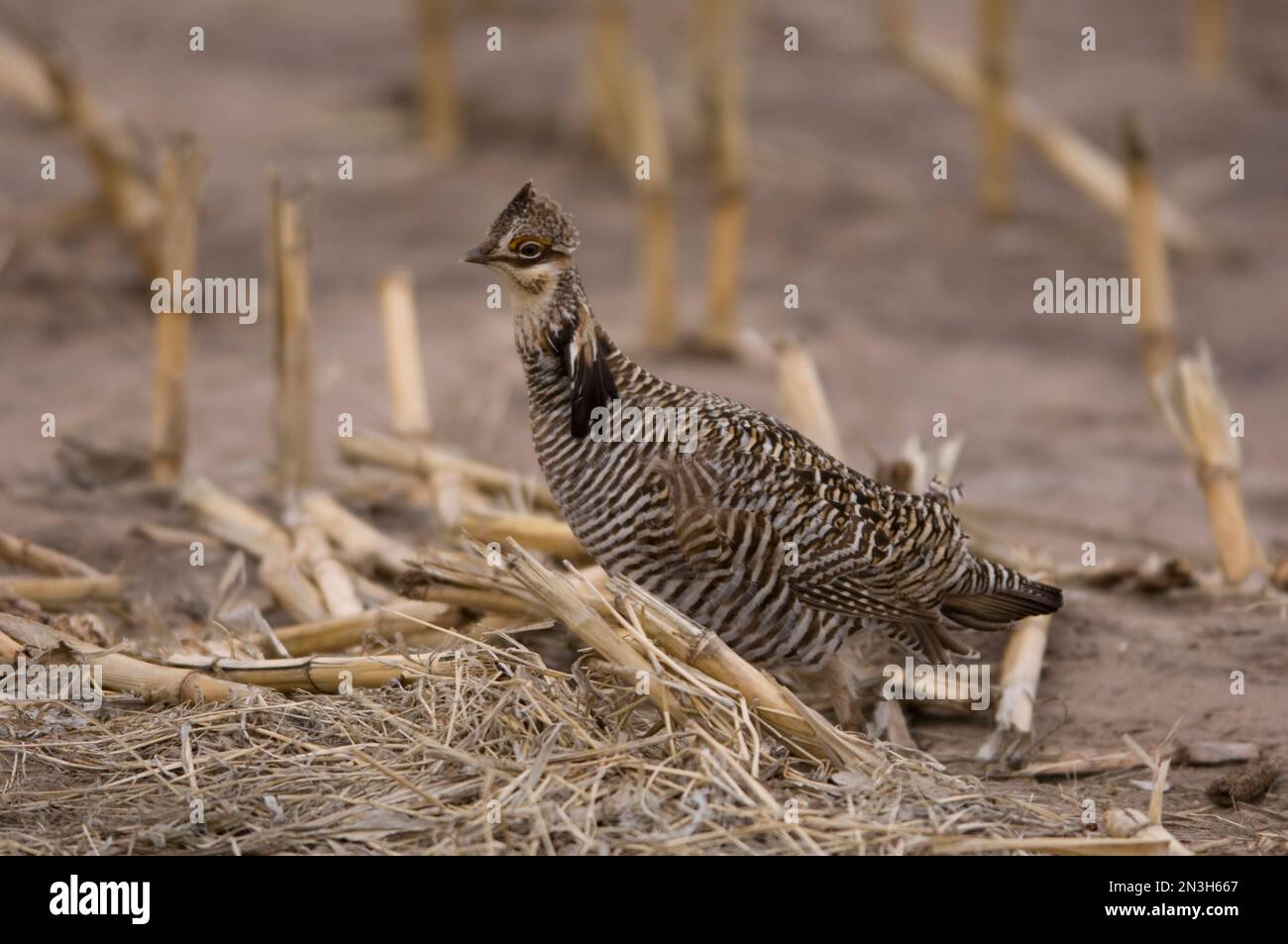 Gros plan d'un poulet des Prairies (Tympanuchus cupido pinnatus) dans un champ de chaume de maïs à Burwell, Nebraska, États-Unis Banque D'Images