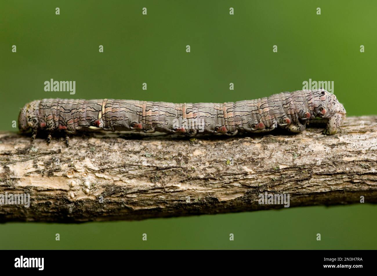 Moth caterpillar (Lepidoptera noctuidae) utilise son apparence de bâton pour garder les prédateurs loin; Lincoln, Nebraska, États-Unis d'Amérique Banque D'Images