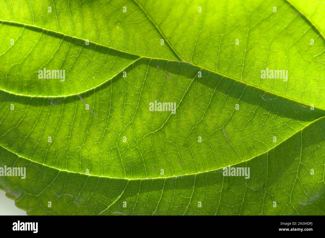 Détail rapproché de la venaison sur une feuille d'un arbre de coton; Lincoln, Nebraska, États-Unis d'Amérique Banque D'Images