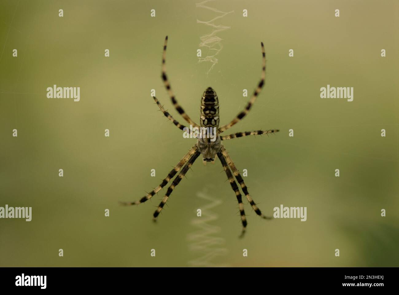 Spider tendant à son web dans un zoo; Lincoln, Nebraska, États-Unis d'Amérique Banque D'Images