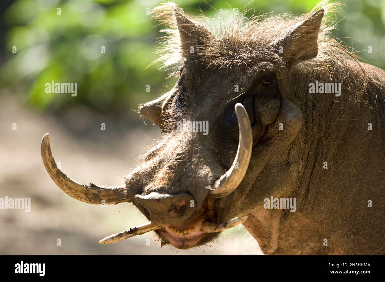 Portrait de Mean look Warthog (Phacochoerus) avec des défenses très longues regarde la caméra dans un zoo; Omaha, Nebraska, États-Unis d'Amérique Banque D'Images