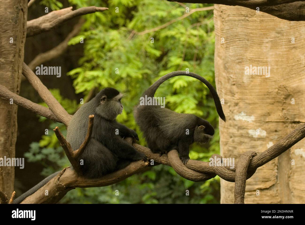 Deux singes bleus (Cercopithecus mitis) se déplaçant à travers les branches dans une enceinte de zoo; Omaha, Nebraska, États-Unis d'Amérique Banque D'Images
