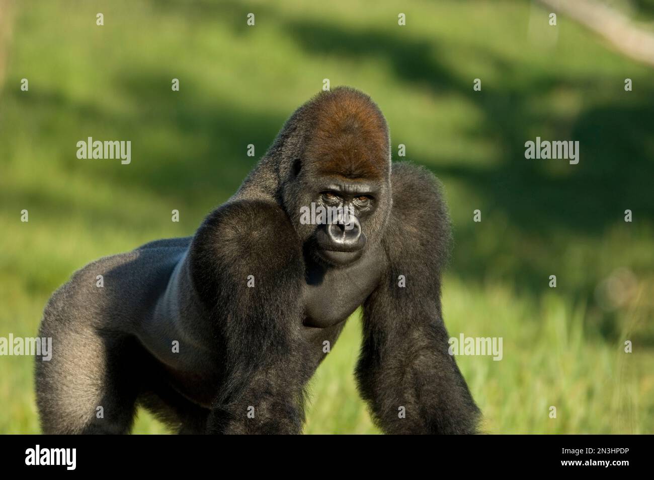 Portrait d'un gorille des basses terres de l'Ouest (Gorilla gorilla gorilla) dans un zoo; Wichita, Kansas, États-Unis d'Amérique Banque D'Images