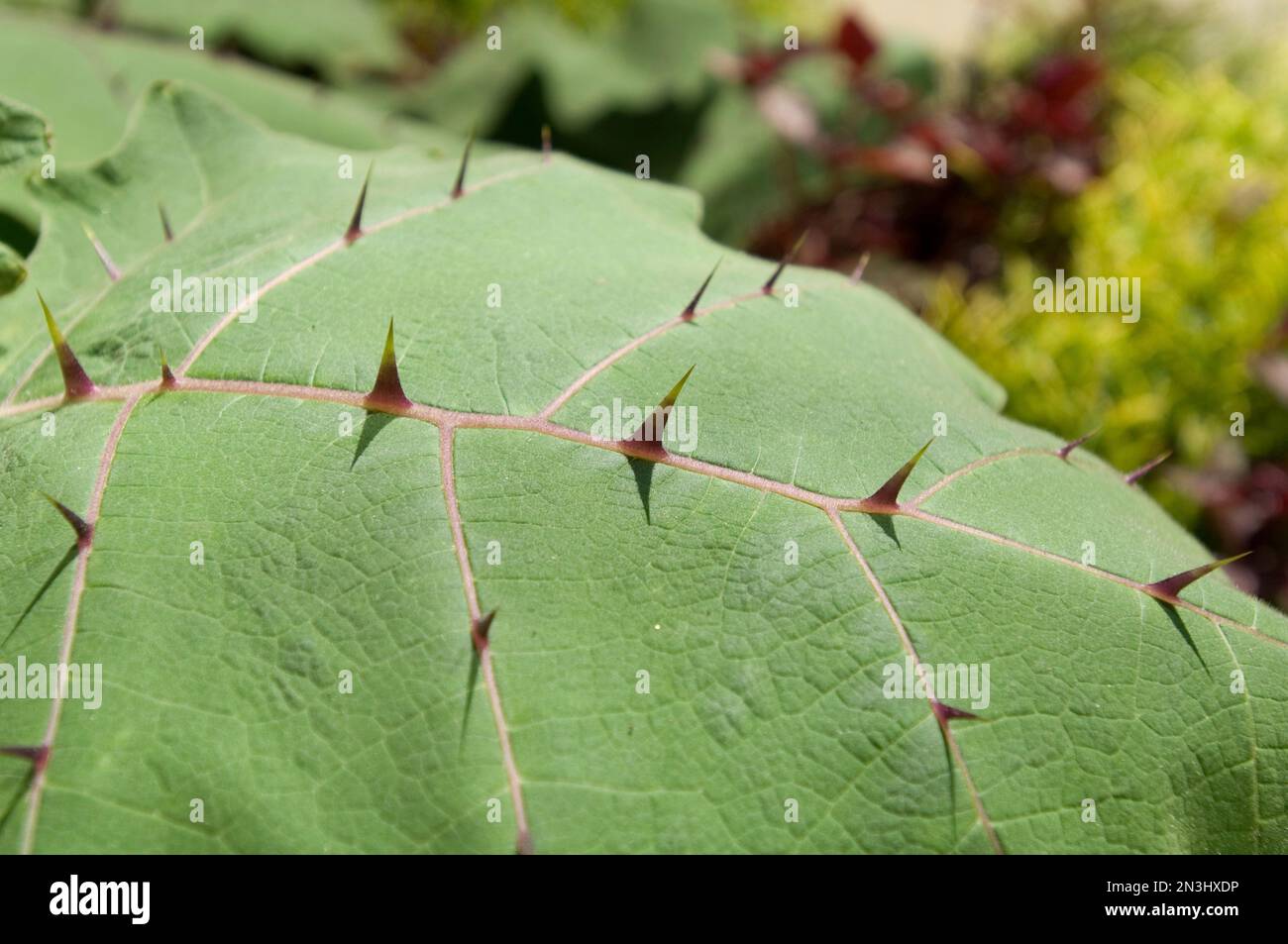 Les épines se développent à partir du sommet des feuilles d'une plante de lit d'ongles, Naranjilla (Solanum quitoense); Raleigh, Caroline du Nord, États-Unis d'Amérique Banque D'Images