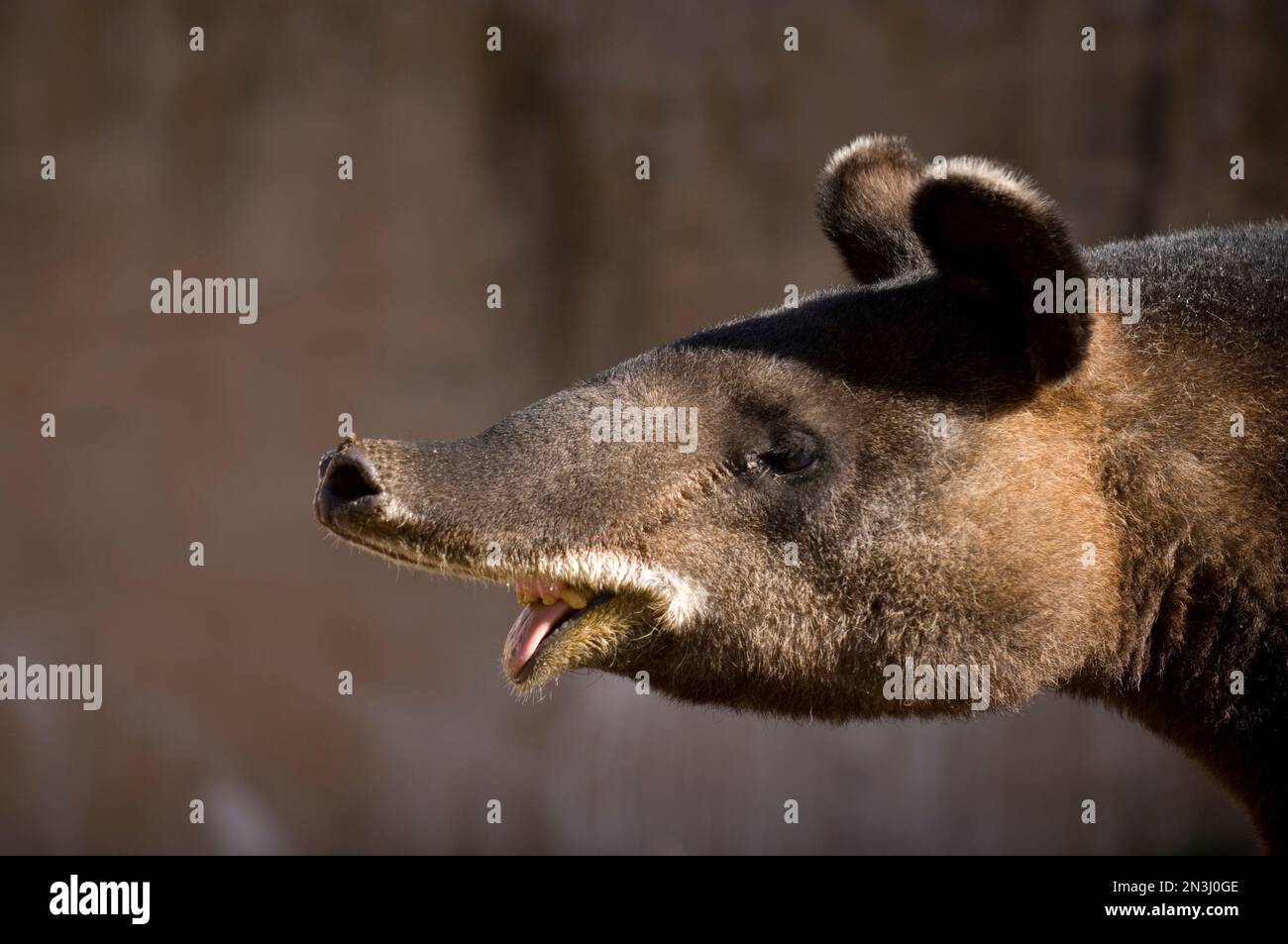 Portrait d'un tapir de montagne (Tapirus pinchaque) debout au soleil avec sa bouche ouverte dans un zoo Banque D'Images