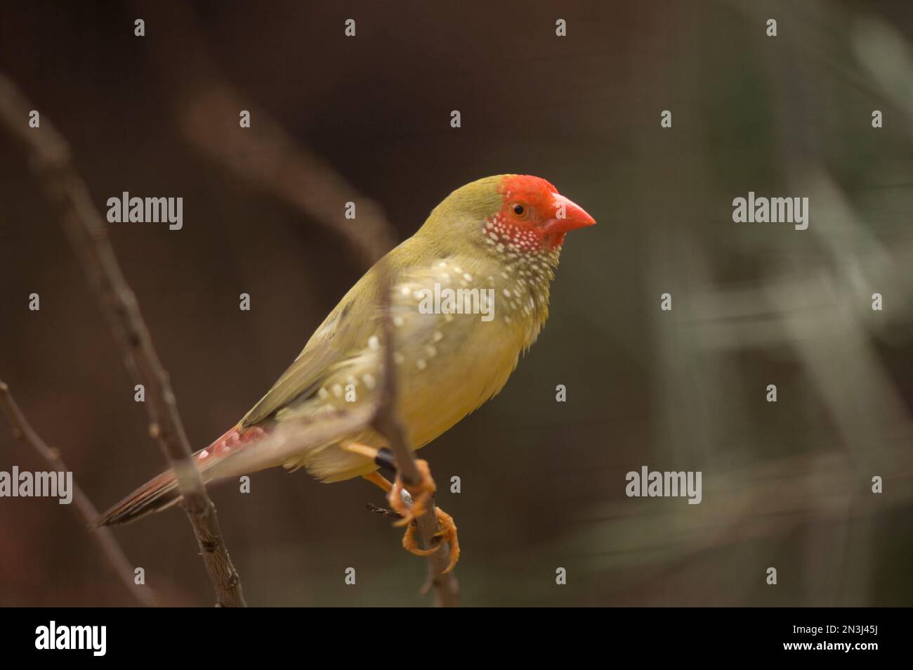 Portrait d'une étoile de finch (Neochmia ruficauda) perchée sur une branche d'arbre dans un zoo; Omaha, Nebraska, États-Unis d'Amérique Banque D'Images