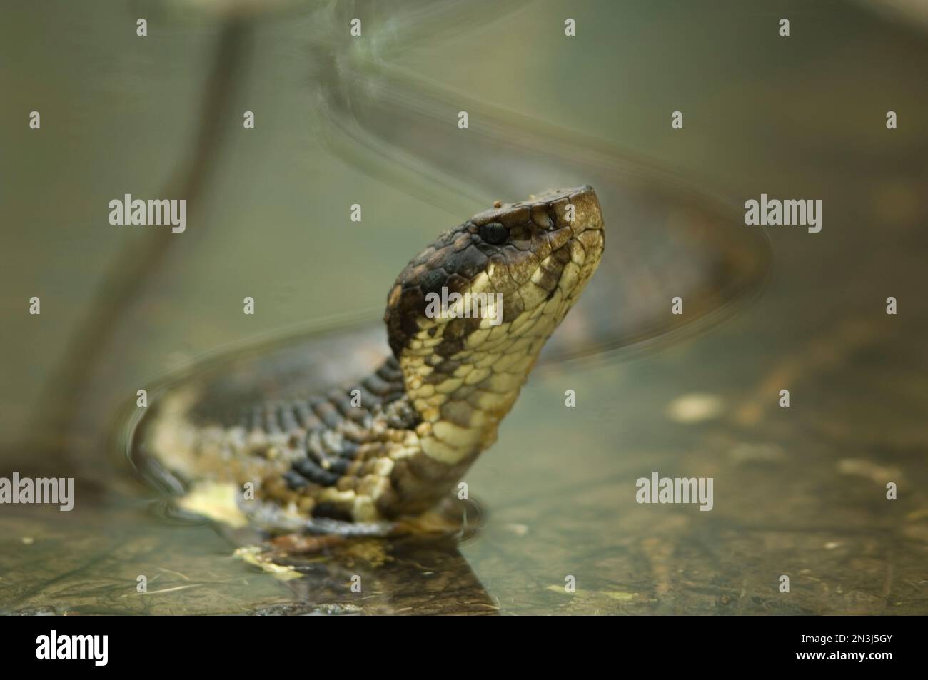 Serpent mocassin d'eau à col de coton (Agkistrodon piscivorus) le long de la rivière cache, dans la réserve naturelle nationale de la rivière cache, Arkansas, États-Unis Banque D'Images