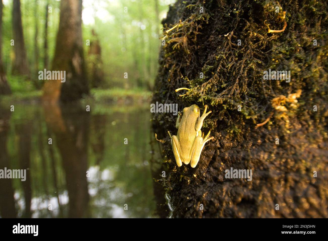 La grenouille des arbres s'accroche à un arbre dans la forêt marécageuse des Big Woods, refuge national de la faune de cache River, Arkansas, États-Unis Banque D'Images