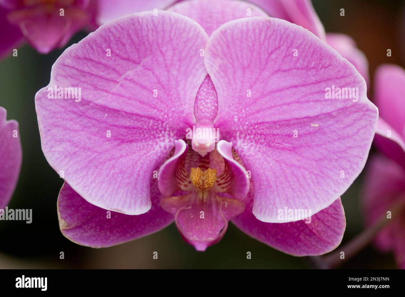 Gros plan d'une orchidée hybride rose au jardin botanique d'Atlanta; Atlanta, Géorgie, États-Unis d'Amérique Banque D'Images