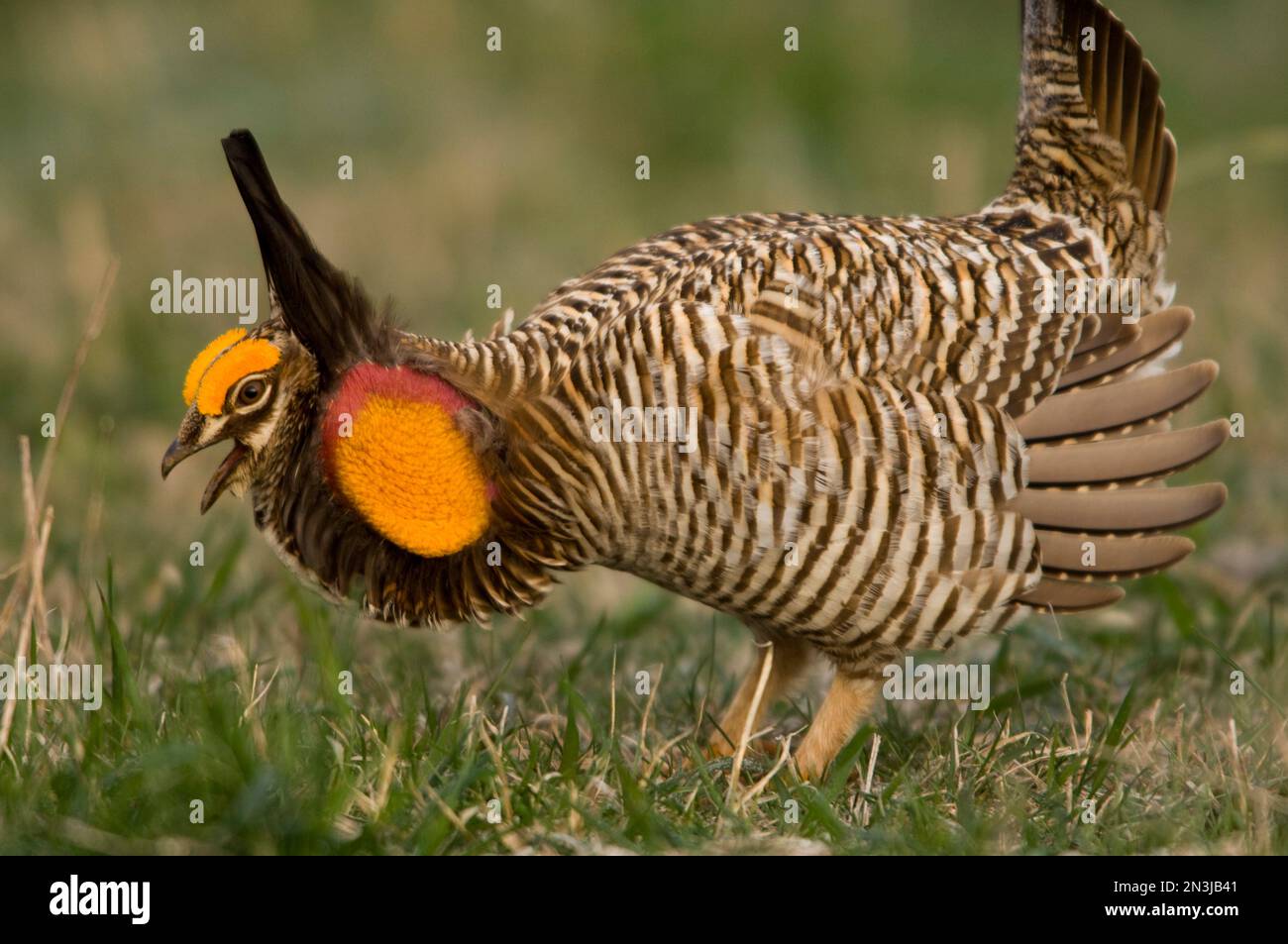 Portrait d'un grand poulet de prairie (Tympanuchus cupido) dans la nature; St. Mary, Nebraska, États-Unis d'Amérique Banque D'Images