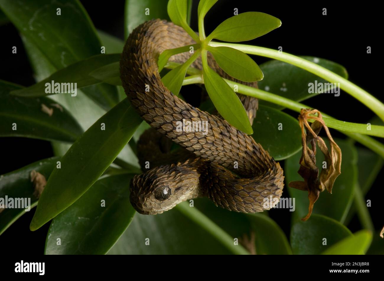 Portrait d'un bushvier poilu (Atheris hispida) enveloppé autour d'une plante dans un zoo; Atlanta, Géorgie, États-Unis d'Amérique Banque D'Images