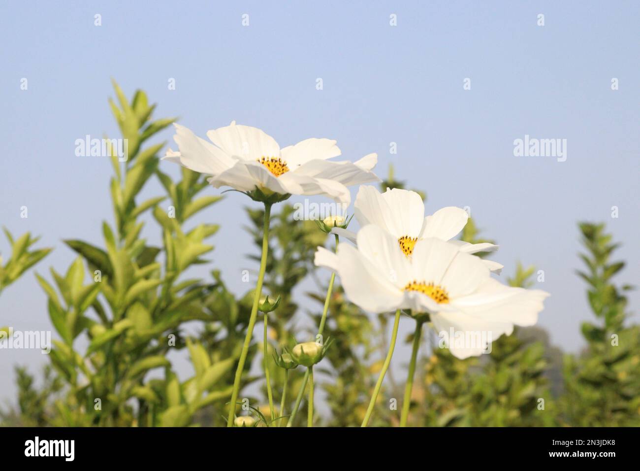 fleur de cosmos de jardin de couleur blanche sur la ferme pour la récolte  Photo Stock - Alamy