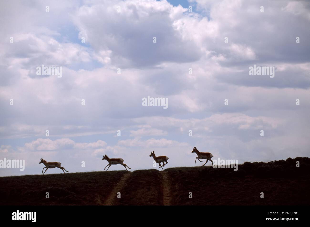 Le troupeau silhoueté de Pronghorns (Antilocapra americana) longe la crête d'une colline; Pinedale, Wyoming, États-Unis d'Amérique Banque D'Images