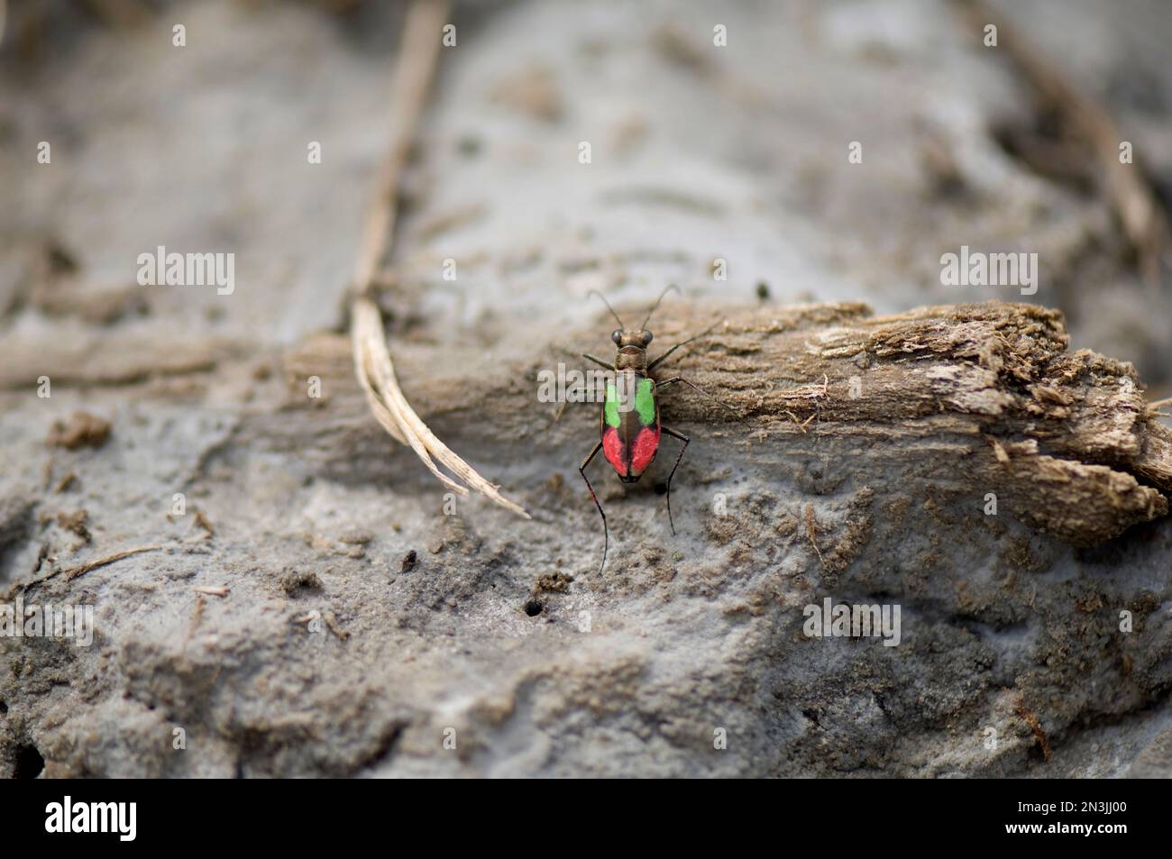 Le dendroctone du tigre de Salt Creek (Cicindela nevadica lincolniana) marqué de couleur à des fins d'étude; Lincoln, Nebraska, États-Unis d'Amérique Banque D'Images