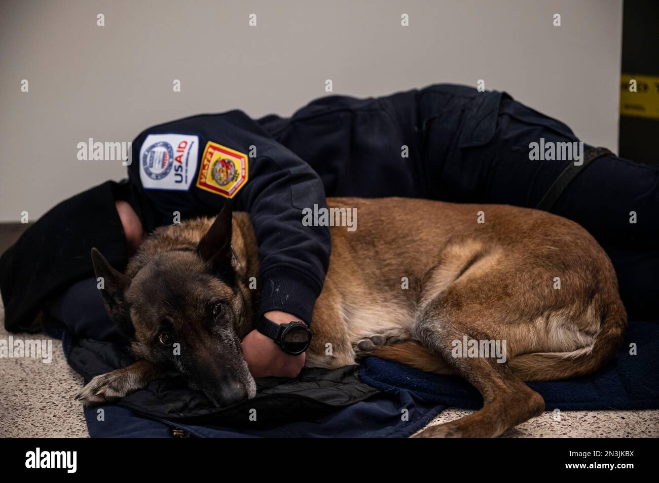 Dover, États-Unis. 07th févr. 2023. Un membre civil de recherche et de sauvetage en milieu urbain du comté de Fairfax, en Virginie, se trouve dans son canine de recherche avant d'embarquer sur un avion cargo C-17 Globemaster III de la Force aérienne des États-Unis à la base aérienne de Douvres, à 7 février 2023, à Douvres, au Delaware. États-Unis L'Agence pour le développement international mobilise une aide humanitaire d'urgence pour faire face à la destruction massive suite au tremblement de terre de 7,8 en Turquie. Crédit : SSTGT. Marco Gomez/US Air Force photo/Alamy Live News Banque D'Images