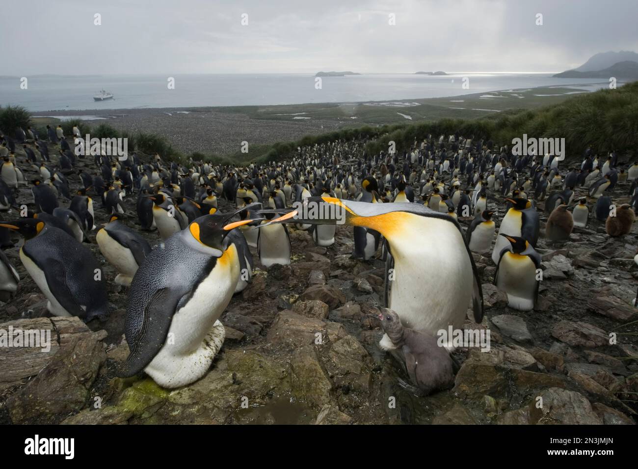 Manchots royaux (Aptenodytes patagonicus) dans une rookerie massive ; Île de Géorgie du Sud, territoire britannique d'outre-mer Banque D'Images