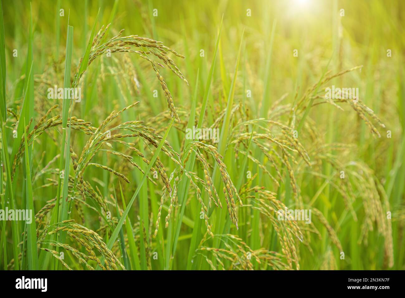 Champ de riz au jasmin, gros plan de la graine de riz jaune, feuilles mûres et vertes Banque D'Images