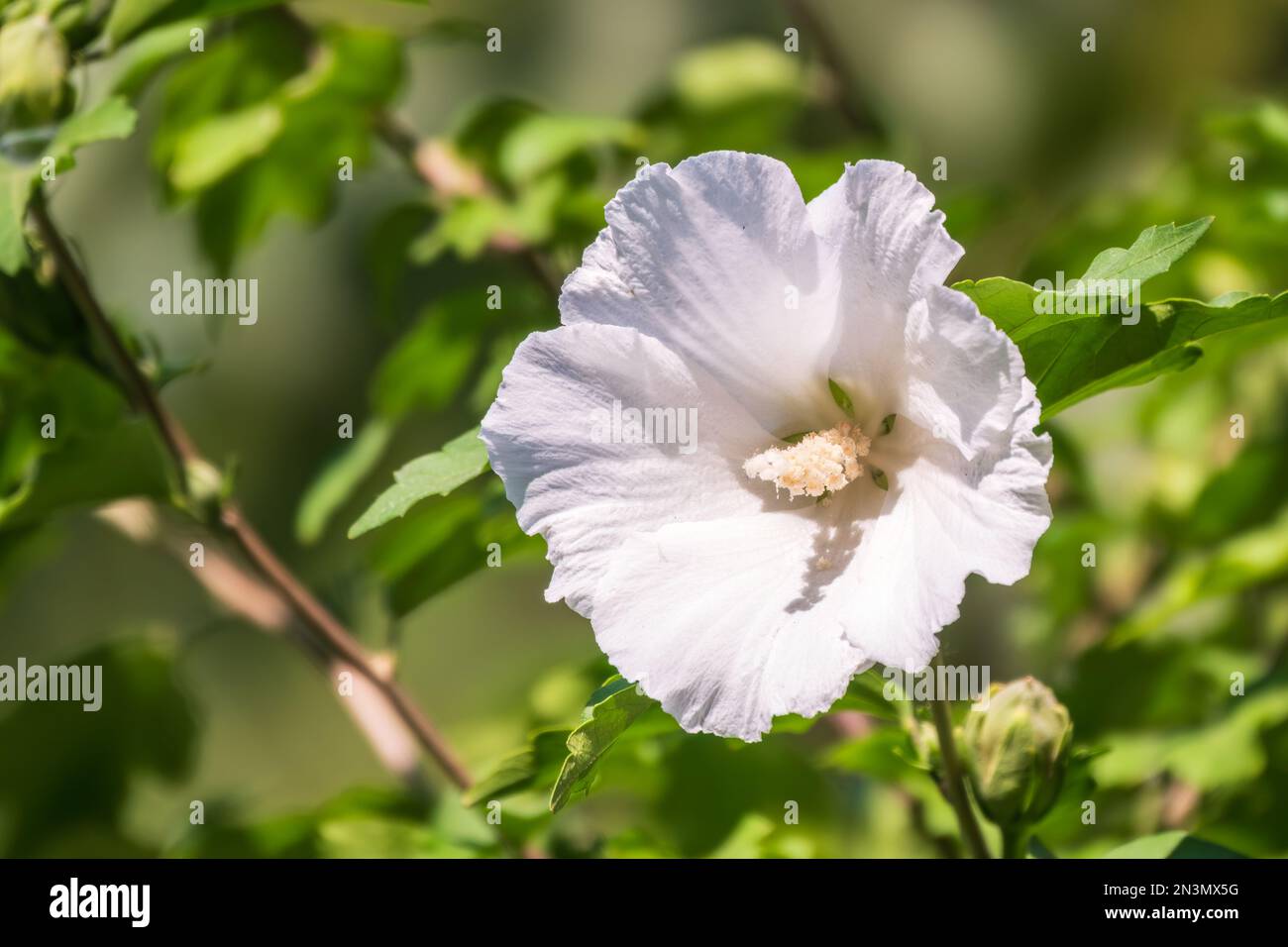 Fleurs blanches de Hibiscus grandiflorus, le rosemallow marécageux. Gros plan d'une fleur de rosemallow crimsoneyée Banque D'Images