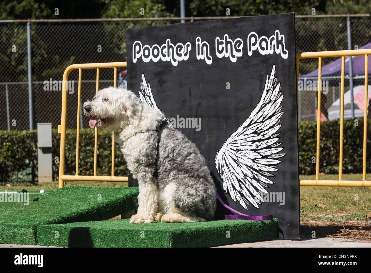 Braselton, GA / Etats-Unis - 24 septembre 2022: Un grand chien pose pour une photo sur fond d'aile d'ange à l'occasion du festival des pooches dans le parc. Banque D'Images