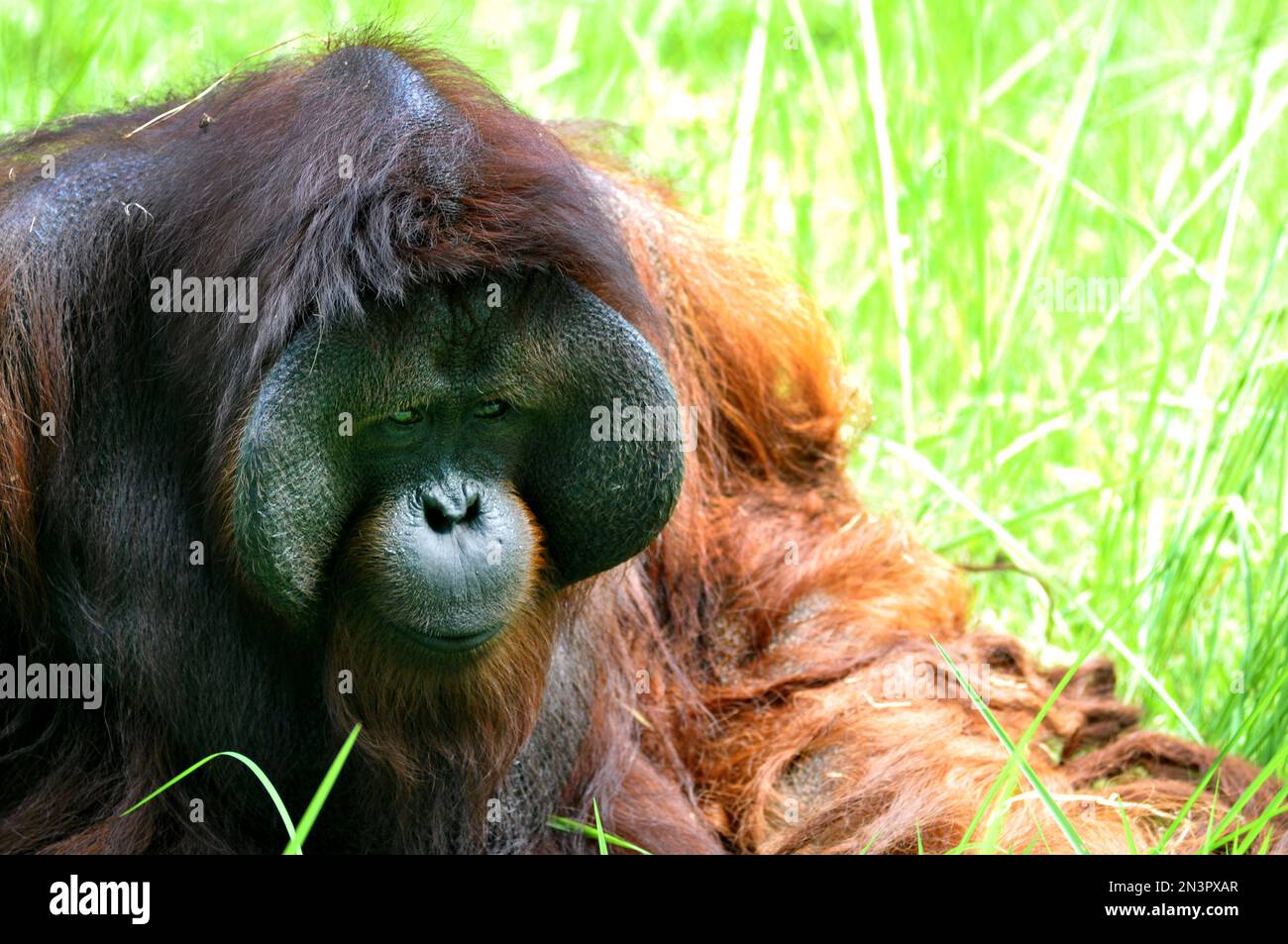 Un orangutan mâle de Sumatra est dans l'herbe Banque D'Images
