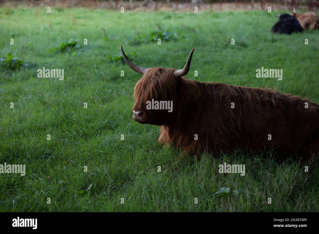 Highland Cow - Château de Crathes - Aberdeen Écosse Banque D'Images