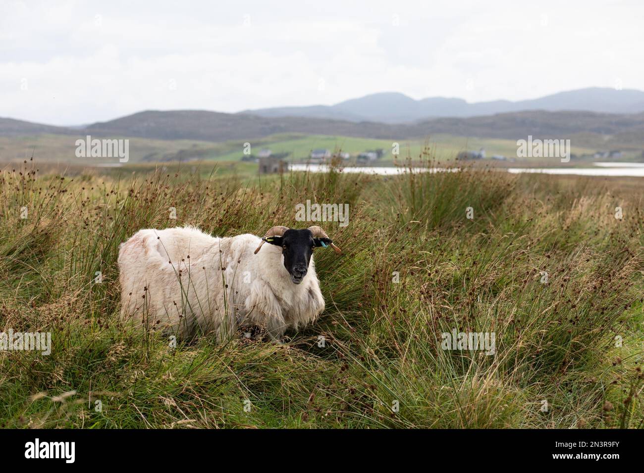 Portrait de mouton sur l'île de Lewis Banque D'Images