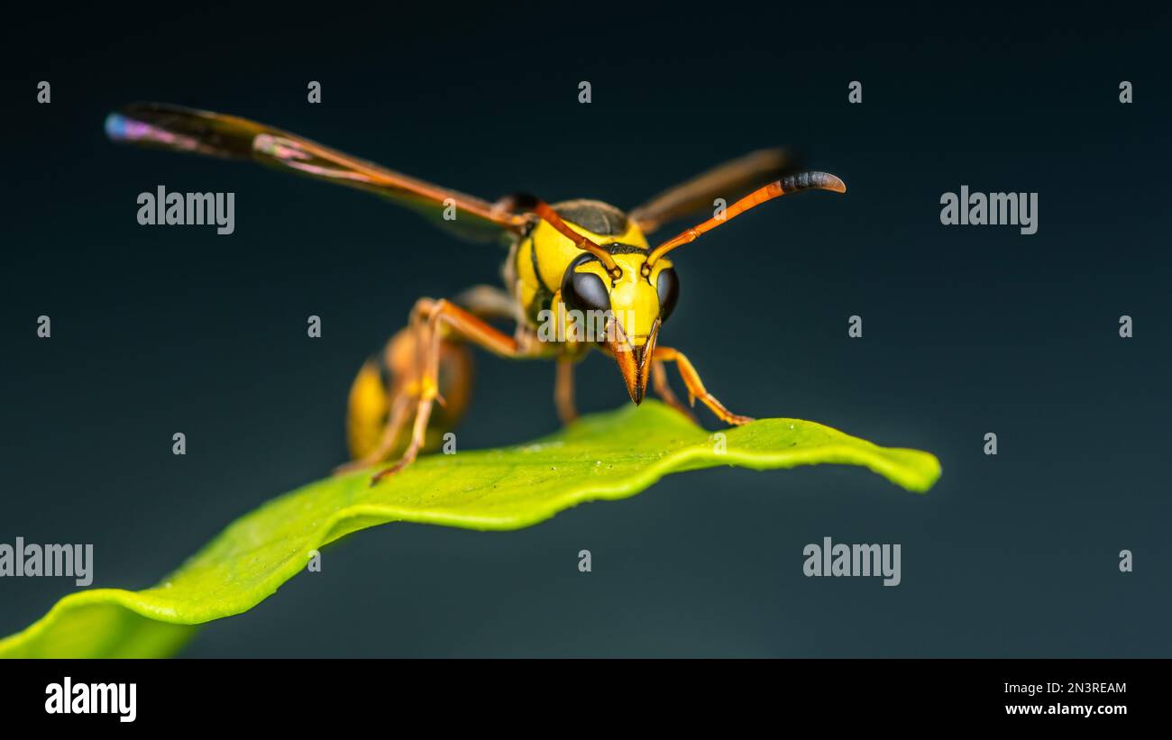 Guêpe de potier jaune sur feuille verte et fond noir, insecte de gros plan en Thaïlande, foyer sélectif. Banque D'Images