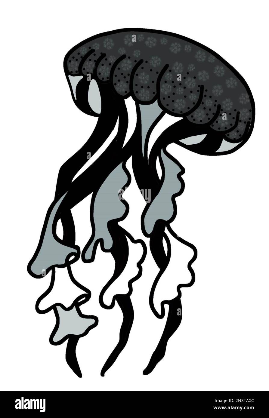 Illustration de méduses noir et blanc monochromes aux tentacules ondulées. Illustration JPEG vie marine pour les autocollants, la création de motifs, le papier peint. Banque D'Images