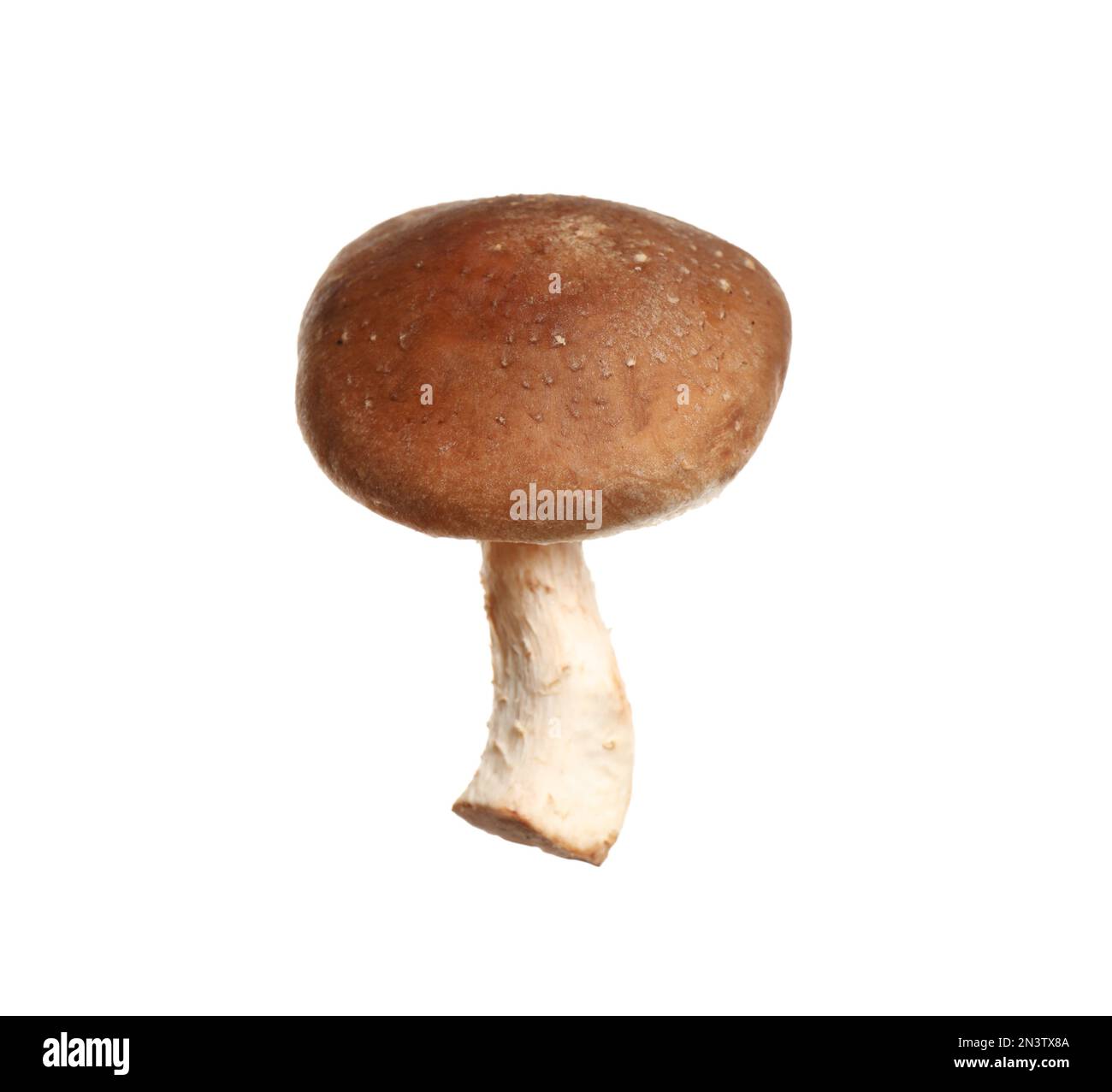 Champignons shiitake frais sauvages isolés sur blanc Banque D'Images