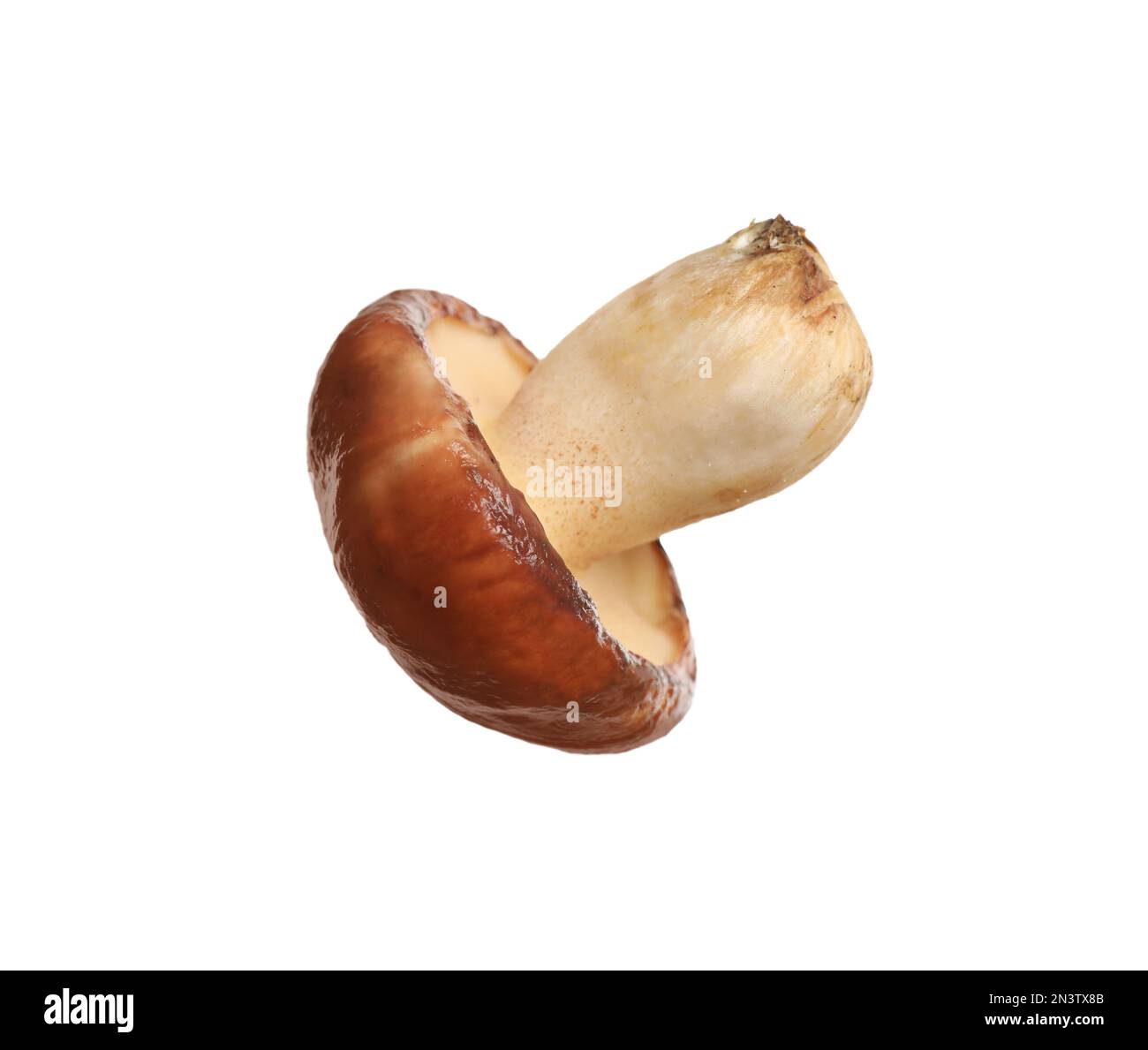 Champignon de jack frais et glissant isolé sur blanc Banque D'Images
